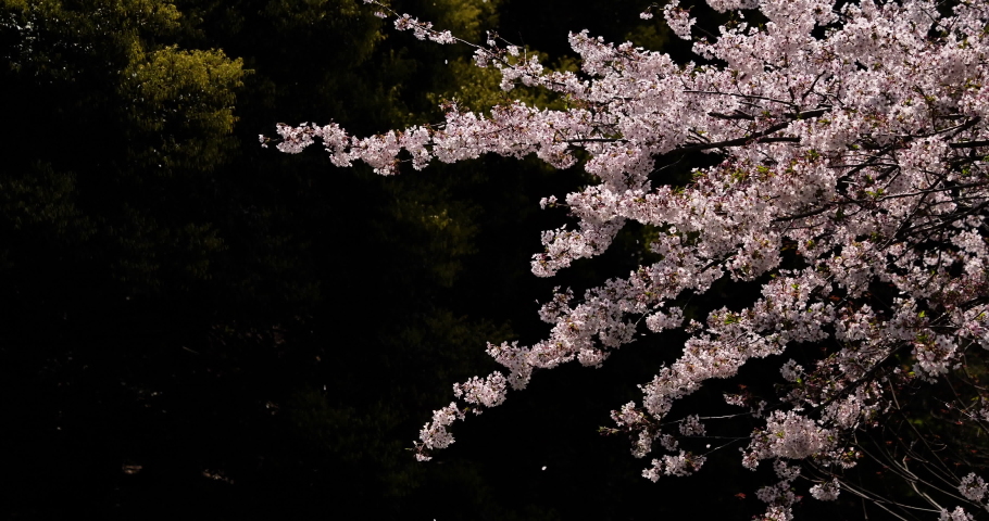 Cherry blossoms are fluttering in the soft breeze. Royalty-Free Stock Footage #1040435714