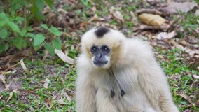 White Hended Gibbon (Hylobates lar) take a rest on greensward. wildlife in topical rain forest. footage video 4k.