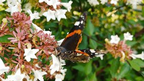 Close up video of a Red Admiral Butterfly (Vanessa Atalanta) with tattered wings sipping nectar from abelia flowers. Shot at 120 fps.
