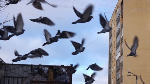 Flock of pigeons birds, flying in city over blue sky and buildings. Slow motion.	
