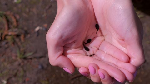 Woman caught tadpoles on river and pond shore. Black small frog tadpoles swimming in woman hands in water on nature, hands closeup. Human intervention in wildlife, scientific research.