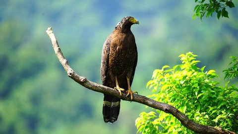 Crested Serpent Eagle (Spilornis cheela) is a medium sized raptor found in forest habitats across the tropical East Asia. In Taiwan, the snake-hunting raptor is a Cat II protected species by law.
