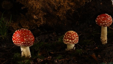 Fly agaric Amanita muscaria toadstools growing. 3 mushrooms growing on woodland floor over 3 days. The poisonous fungi with its red and white cap are also called fairy tale toadstools.  Hallucinogenic