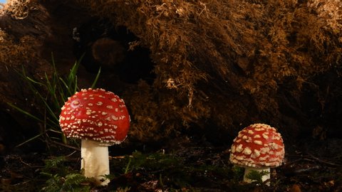 Fly agaric Amanita muscaria toadstools growing. 2 mushrooms growing on woodland floor over 3 days. The poisonous fungi with its red and white cap are also called fairy tale toadstools.  Hallucinogenic