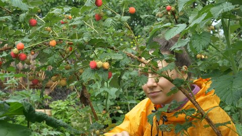 cute brunette with bun in yellow raincoat sits on haunches picking ripe raspberries from bush in garden closeup slow motion
