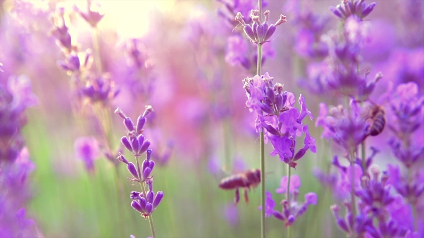 Bee On Violet Flower Image - Free Stock Photo - Public Domain Photo 