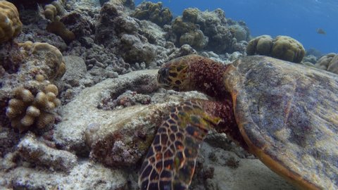 Hawksbill sea turtle feeding on the partially bleached coral reef. Indian ocean, Maldives. 4K