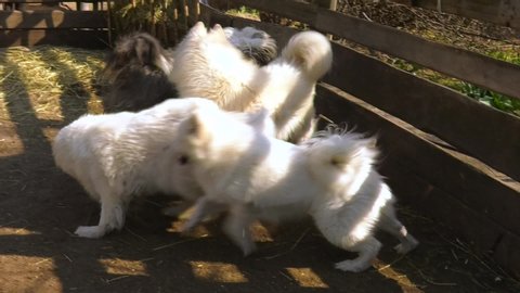 Three Samoyeds play with each other. Big white dogs run around in the yard.
