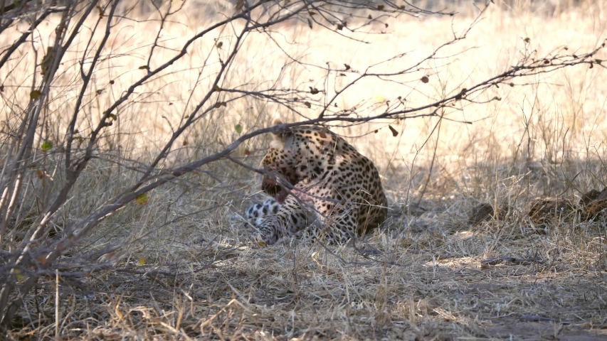 leopard bloody snout lying on ground Stock Footage Video (100% Royalty ...