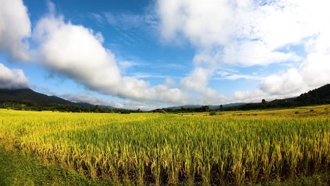 beautiful time-lapse rice field view with cloudy. Golden yellow rice fields.
golden paddy field during harvest season.