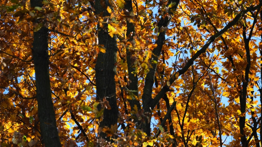 Autumn Tree Scenery with Colorful Leafs and Trees in 4K. Outdoor Nature Autumn  Fall Vibrant Golden Forest 