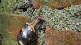 A snail slowly climbing a brick wall. 