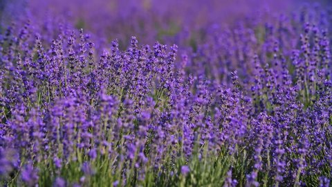 Lavender field. Blooming Violet fragrant lavender flowers. Growing Lavender swaying on wind over sunset sky, harvest. 4K UHD video 3840x2160