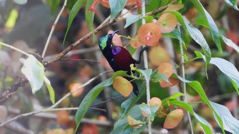 Purple-throated Sunbird like to find nectar in carpel of the flower.