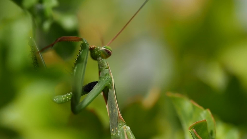 Green Praying Mantis image - Free stock photo - Public Domain photo ...