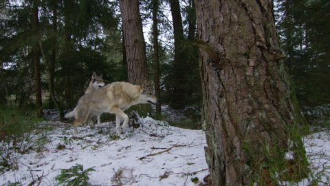 Two wolfes / wolfdogs hunting in the Bavarian pinewoods - Super Slowmotion of two predetors looking for prey
