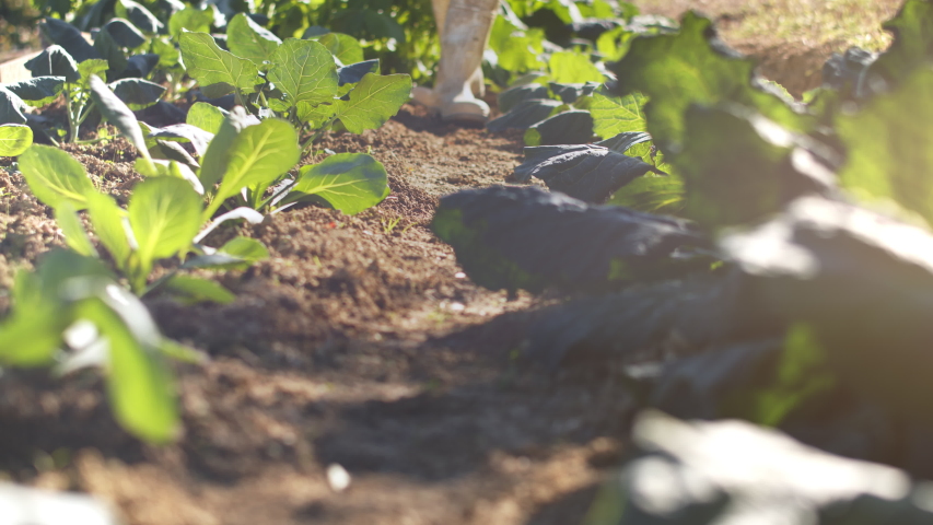 Closeup of farmer with white boots walking through a vegetable garden with organic vegetable savoy cabbages. Sunset. 