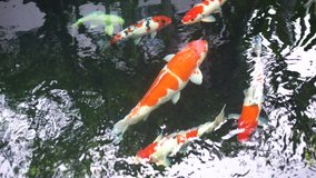 Colorful koi carp fish swimming in the pond