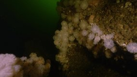 underwater scenery of rocks covered with arctic anemones - Powered by Shutterstock - Get 15% off with code: PIKWIZARD15