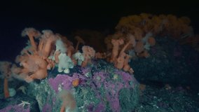 underwater scenery of rocks covered with arctic anemones - Powered by Shutterstock - Get 15% off with code: PIKWIZARD15