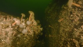 underwater scenery of rocks covered with arctic anemones - Powered by Shutterstock - Get 15% off with code: PIKWIZARD15