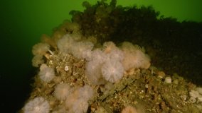 underwater scenery of rocks covered with arctic anemones - Powered by Shutterstock - Get 15% off with code: PIKWIZARD15