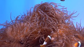 Clownfish swimming around sea anemone in aquarium tank  