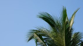Video 4K on the top of coconut tree vibration from wind with blue sky.