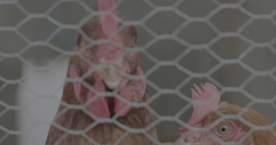 Close up shot of chicken rooster through meshed wire fence. Ungraded footage shot on DJI Phantom4 Arri Amira camera with CP2 lenses. | Shutterstock HD Video #1040546039