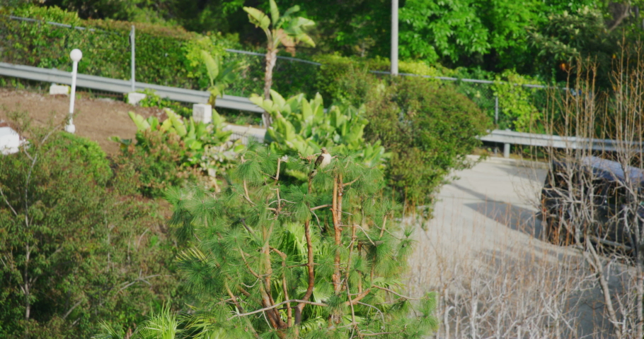 Slow motion close up of a Red Tail Hawk sitting on a tree looking for prey in Los Angeles, California.