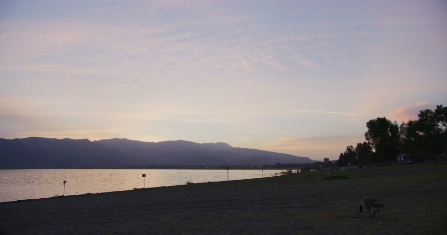 Goose with Lake Elsinore in the background at Riverside, California.