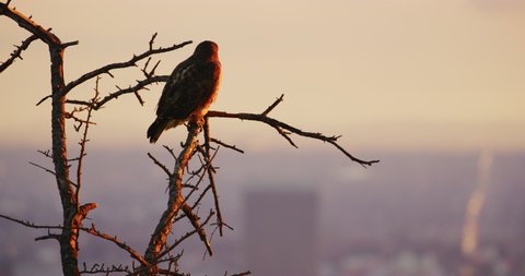 Red tailed hawk seen in Griffith Park, Los Angeles