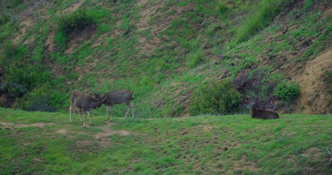 Slow motion of deer in Griffith Park in Los Angeles, California