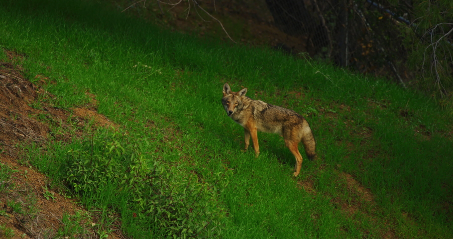 Slow motion of coyotes in Park in Los Angeles, California