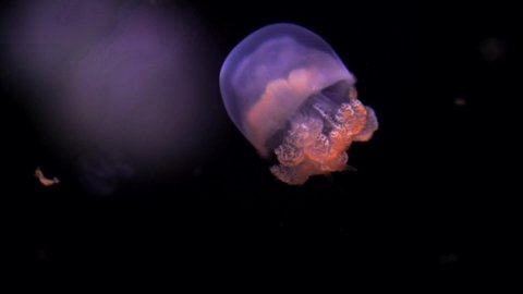 This close up deep water dive video shows an active jellyfish moving through the waters.