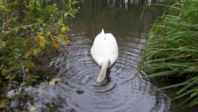 Swan floating along putting its head underwater looking for food and feeding on a large natural pond 4k 24fps
