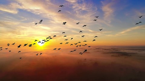 Graceful Flock of Geese Flying in Slow Motion in amazingly colorful foggy sunrise background.