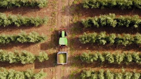 Green Tractor and trailer loaded with fresh Harvested ripe Olives crossing an Olive Tree plantation.