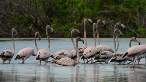 Juvenile American flamingos walking in the water. Slow motion.  American flamingo or Caribbean flamingo, Scientific name: Phoenicopterus ruber. Cuba.