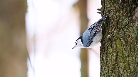 Closeup slow motion of one white-breasted nuthatch bird and falling sunflower seed from cache of tree trunk bark during winter snow snowing in Virginia