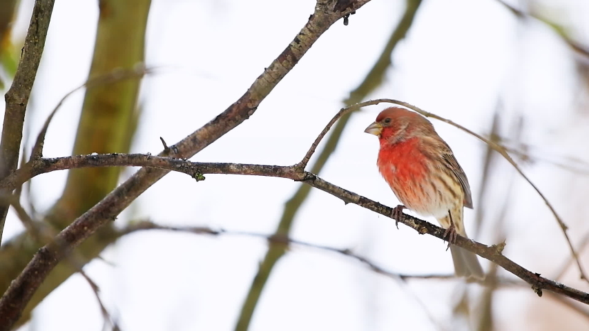 Closeup of one red male house finch bird on tree branch during winter snow snowing falling in Virginia in slow motion