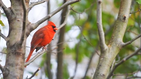 Male red northern cardinal bird, Cardinalis, perched on tree branch closeup with autumn green yellow leaves on cherry plant in slow motion