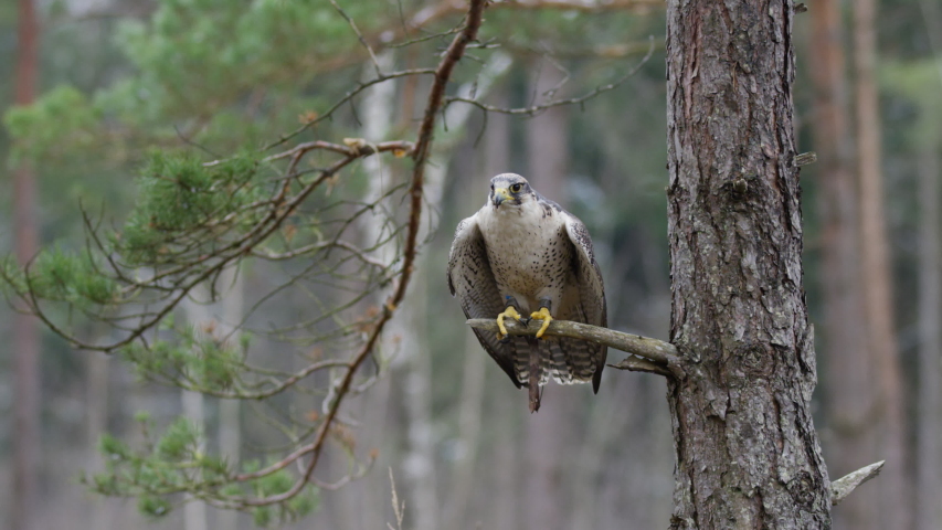 Falcon in Bavaria setting of a tree branch and starts hunting for its prey - take your chance - Get the food  | Shutterstock HD Video #1040583155