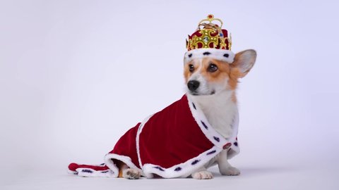 Funny dog pembroke welsh corgi in the gold crown and red mantles, like a queen, a prince on a white studio background