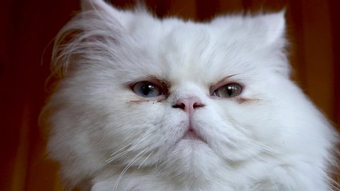 Cat with odd eyes, Persian and Turkish Van cats cross breed.