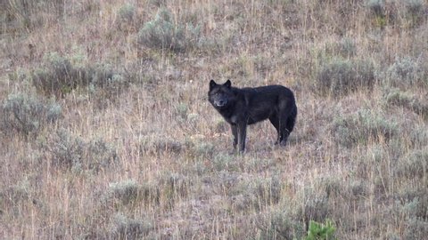 early morning side view of the alpha black male wolf standing on a hill in hayden valley at yellowstone national park. 1014 is a member of the wapati pack