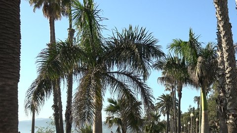 A cluster of beautiful tropical palm trees with a blue sky
