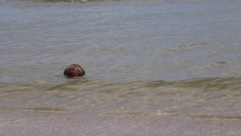The floating coconut in the sea.