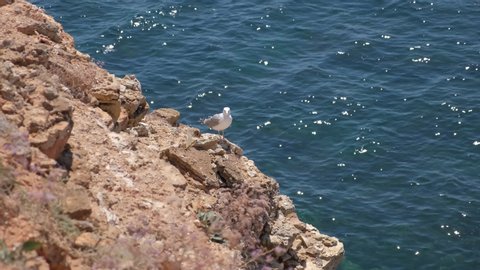Seagull standing on a rocky cliff of the blue ocean.