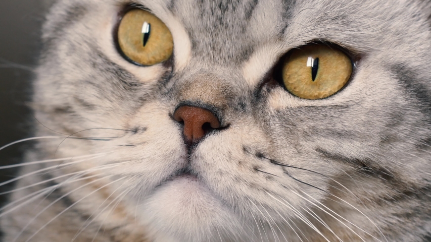 Scottish fold cat. close-up. cat on the couch. 4k